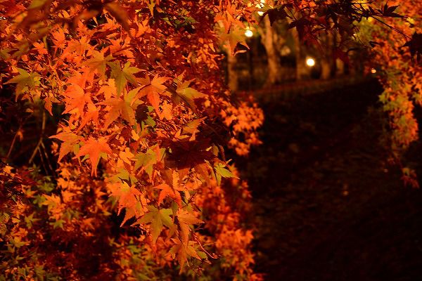 かわぐちこ紅葉祭り　大池ホテル10