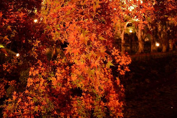 紅葉祭り　大池ホテル3