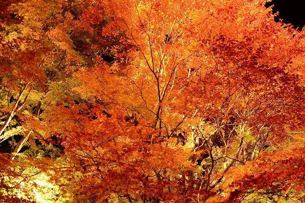 河口湖紅葉祭り　大池ホテル1