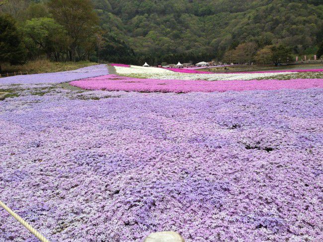 富士芝桜まつり