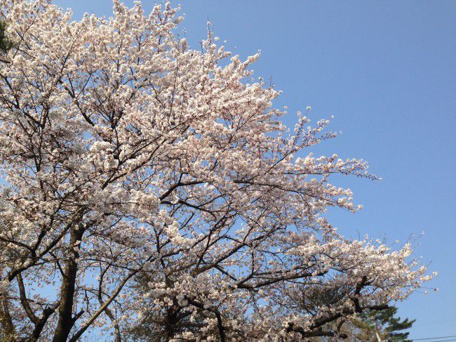 河口湖 4月 桜 花見 旅行