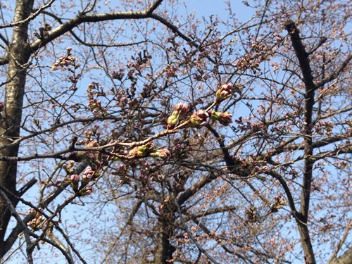 河口湖温泉 桜