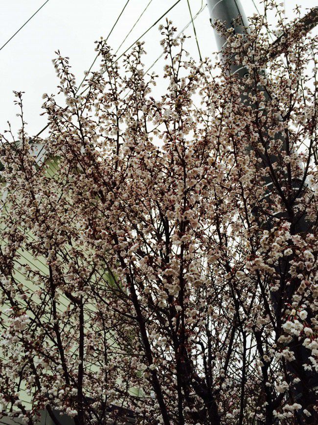 河口湖 桜_R