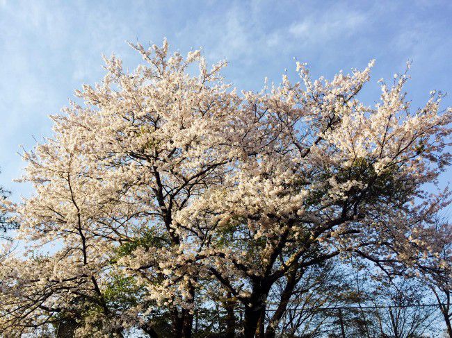 河口湖 桜_R