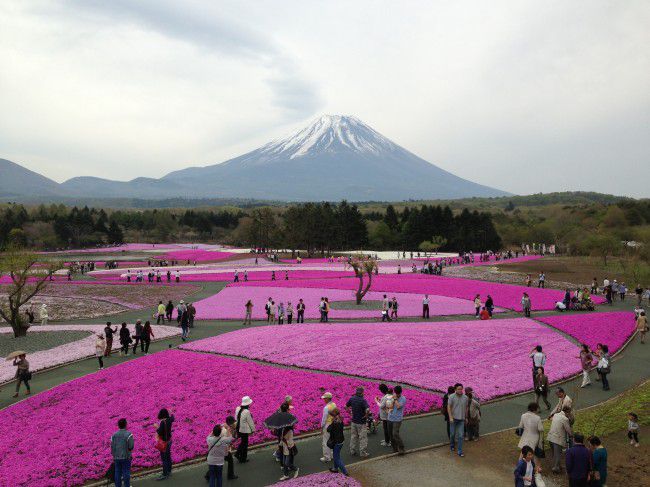 富士芝桜まつり 渋滞情報