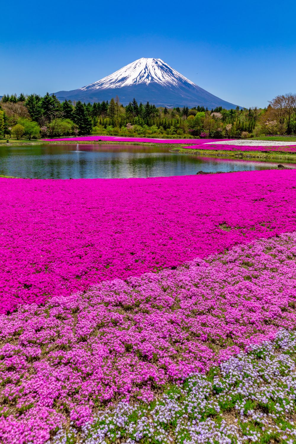 富士芝桜まつりが見ごろを迎えております。 - 富士山の見える温泉旅館